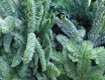 Заглянем в отдел срезанных цветов?